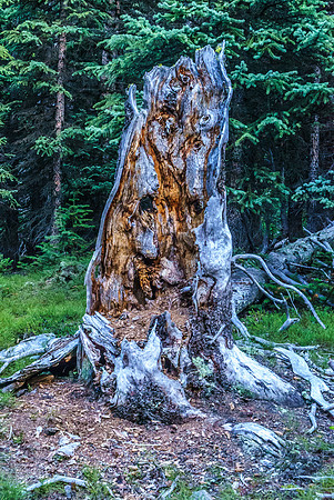 Interesting, old tree trunk.