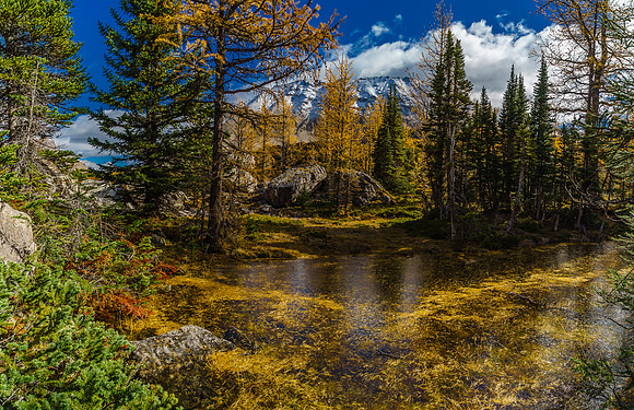 The larches have already started to shed their needles but this doesn't have to ruin the moment.