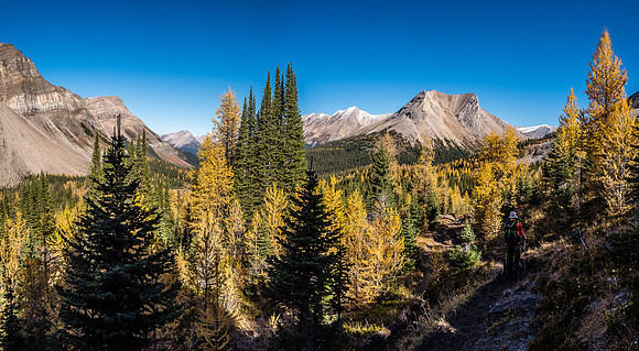 The larches on our trail are still very bright despite the hard frost on the shaded path. Skoki Mountain rises in front of us here.
