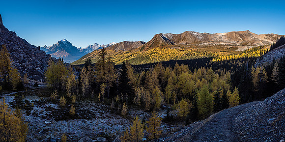 Looking back at the larch display under Boulder Pass - Mount Temple at distant left.