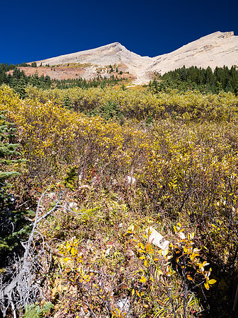 Exiting the forest to this large avalanche path choked with annoying shrubs.