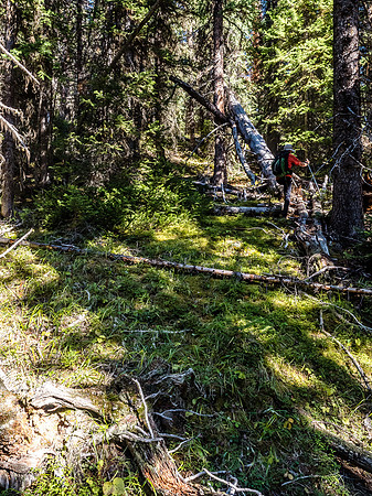 Making our way through the easy forest - there was some deadfall but nothing horrendous.