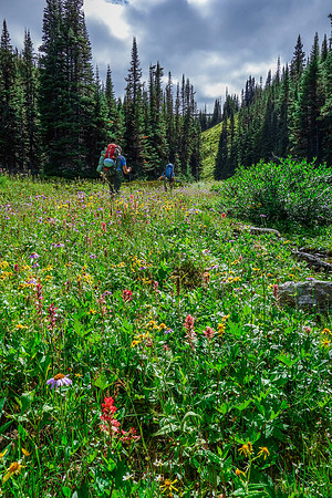 After the fifth lake we went through carpets of wild flowers to reach the alpine meadows beyond.