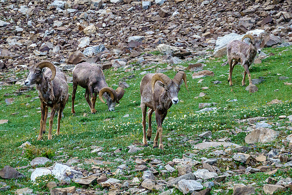 Rams.