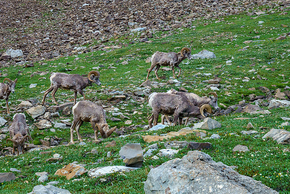 Rams.