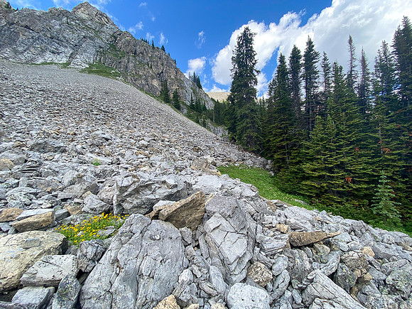 Searching for a route to the upper alpine meadows.