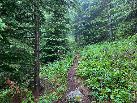 Hiking up the steep, unrelenting Aylmer Pass trail in morning mist.
