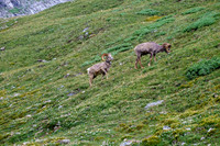 Rams.