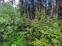 Bushwhacking to the upper valley.