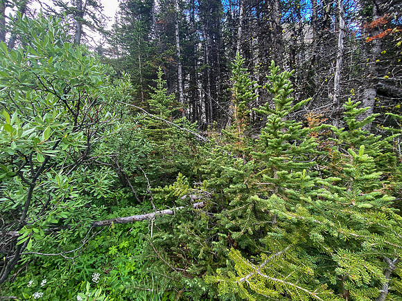 Bushwhacking to the upper valley.