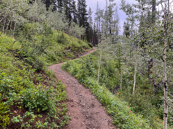 Biking the Lake Minnewanka single track.