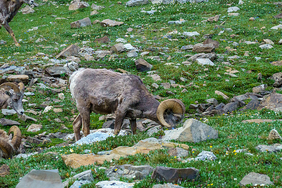 Rams.