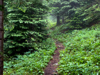 Hiking up the steep, unrelenting Aylmer Pass trail in morning mist.
