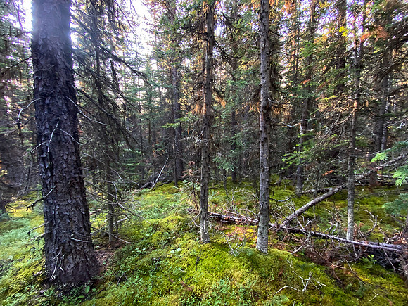 Bushwacking down Spectral Creek.