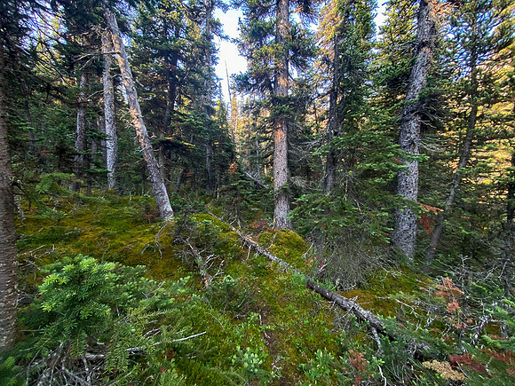 The trail is very overgrown and indistinct in most places.