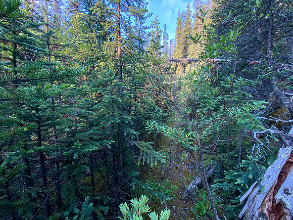 On the old "trail" up Spectral Creek to Aylmer Pass.