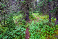 Hiking up the steep, unrelenting Aylmer Pass trail in morning mist.