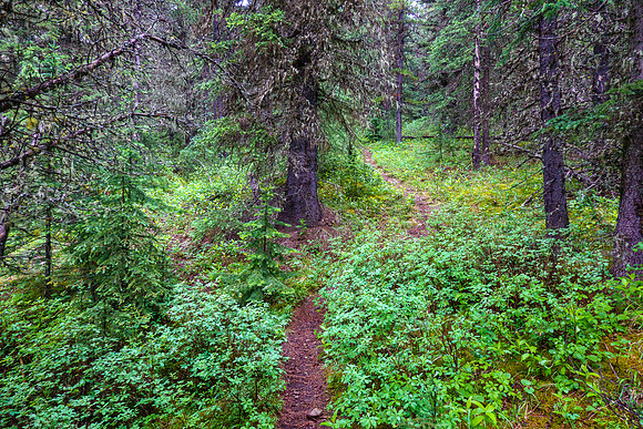 Hiking up the steep, unrelenting Aylmer Pass trail in morning mist.