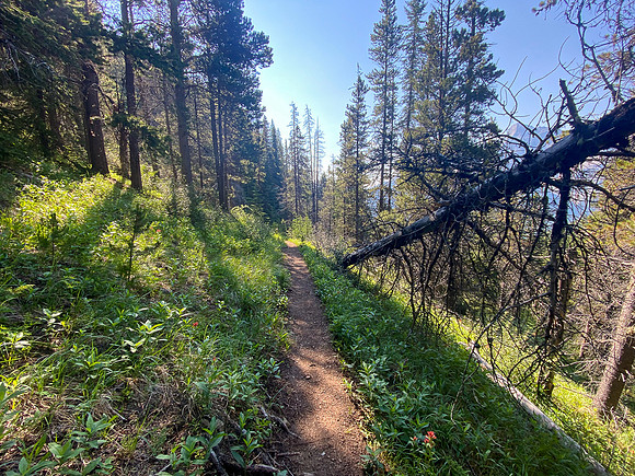 Hiking back to Lake Minnewanka on the Aylmer Pass trail.