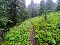 Hiking up the steep, unrelenting Aylmer Pass trail in morning mist.
