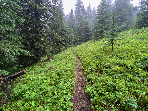 Hiking up the steep, unrelenting Aylmer Pass trail in morning mist.