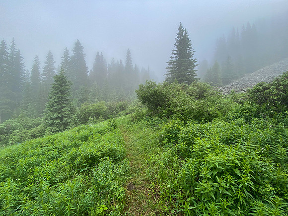 Hiking up the steep, unrelenting Aylmer Pass trail in morning mist.