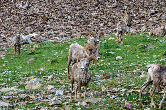 Rams.