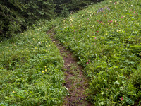 Hiking up the steep, unrelenting Aylmer Pass trail in morning mist.