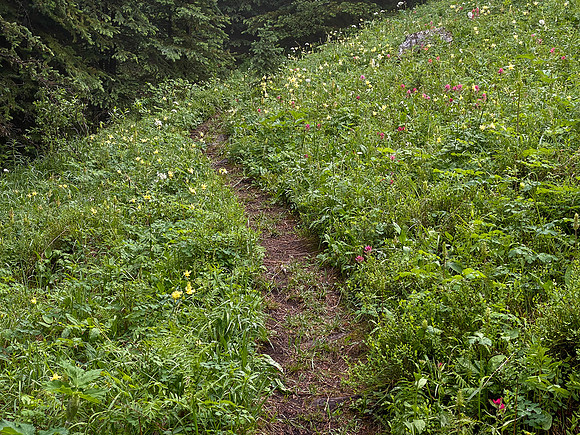 Hiking up the steep, unrelenting Aylmer Pass trail in morning mist.