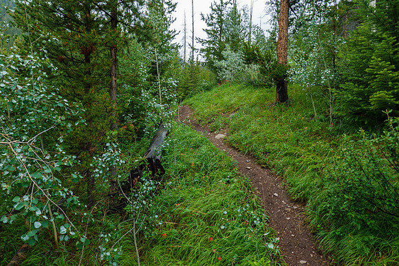 Hiking up the steep, unrelenting Aylmer Pass trail in morning mist.