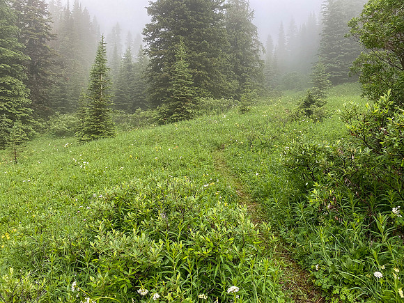 Hiking up the steep, unrelenting Aylmer Pass trail in morning mist.