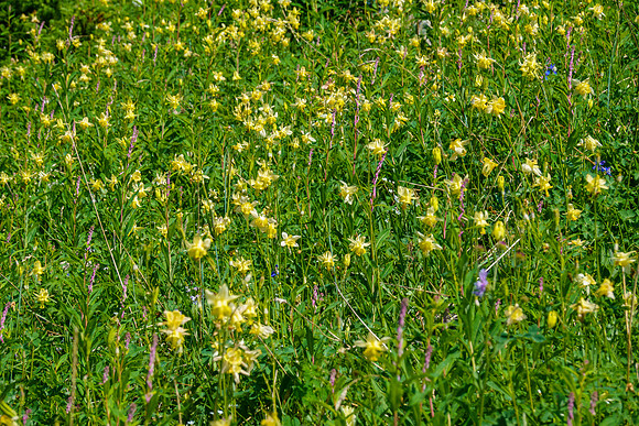 Yellow Columbine on south slopes of Brocks Peak.