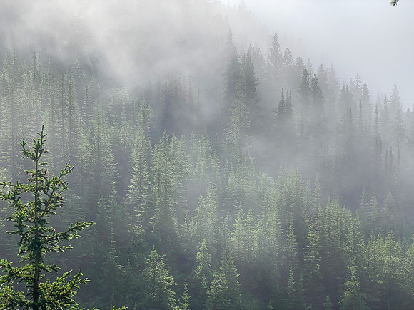 Hiking up the steep, unrelenting Aylmer Pass trail in morning mist.