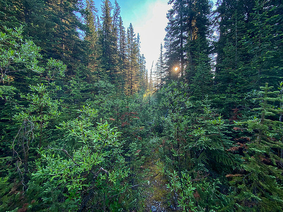 Finally on the old "trail" up Spectral Creek to Aylmer Pass.