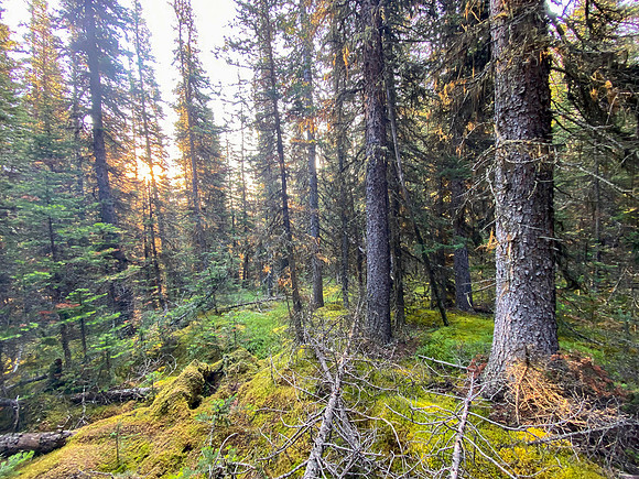 Bushwacking down Spectral Creek.