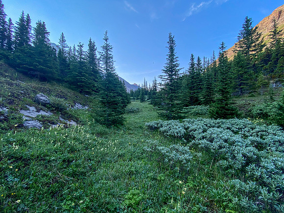 The trail is very overgrown and indistinct in most places.