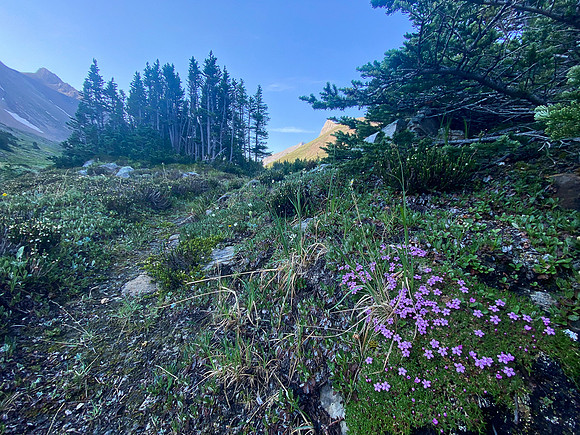 Ascending to Aylmer Pass.