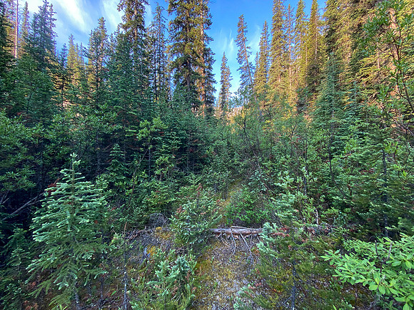 Finally on the old "trail" up Spectral Creek to Aylmer Pass.