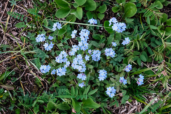 Forget-me-nots
