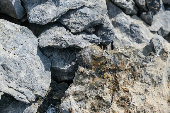 Lots of fossils in this area.