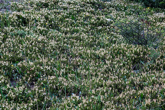Carpets of wildflowers.