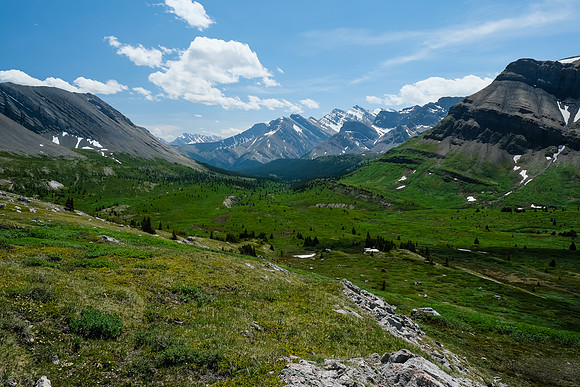 The NW McConnell meadows.