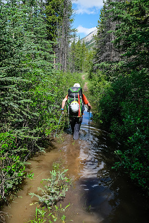 Arg. A boggy section of trail just past the Cascade / Red Deer River trail junction.