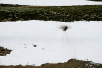 A bear den in the McConnell meadows.