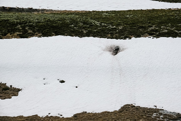 A bear den in the McConnell meadows.