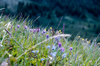 Wildflowers.