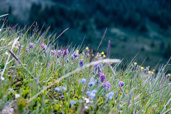 Wildflowers.