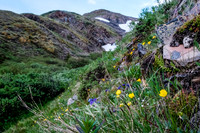 Wildflowers.