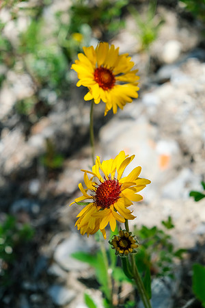 Blanket flower are always nice and bright.