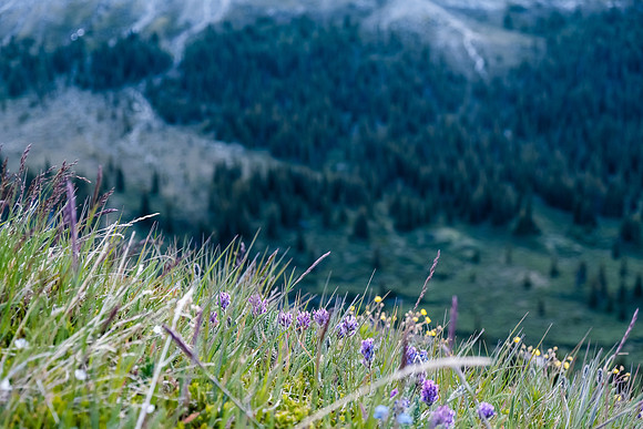 Wildflowers.